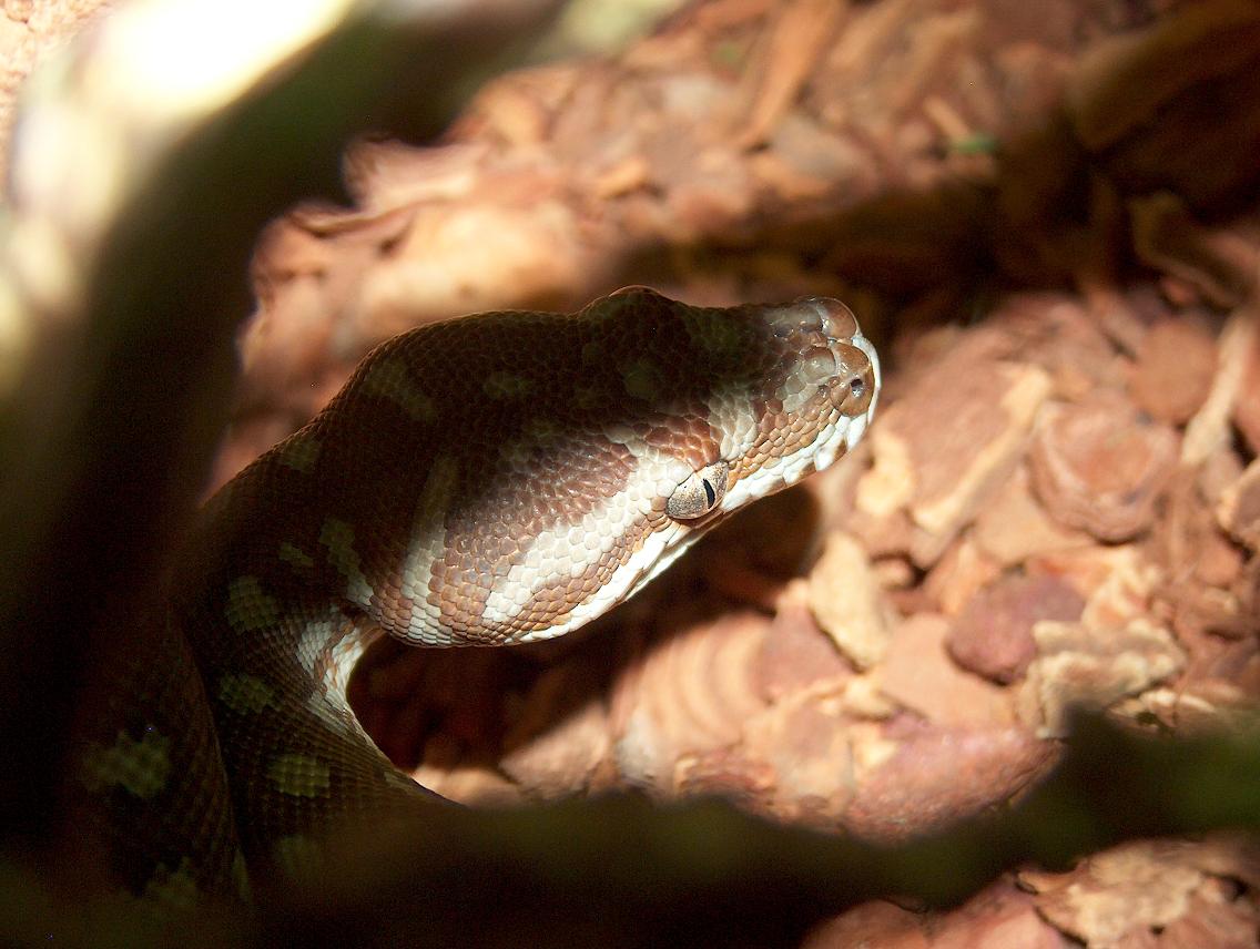 Morelia Bredli dit "M. Bred" HPIM1849