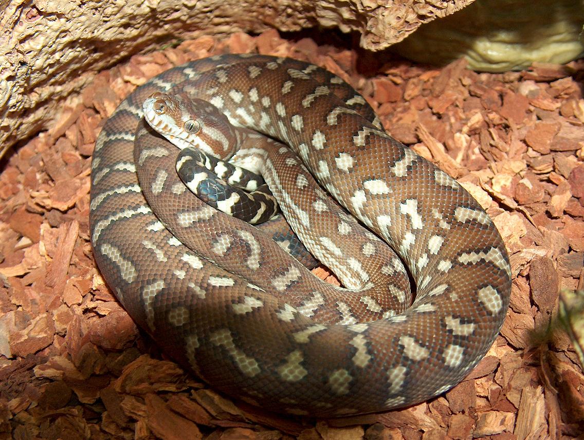 Morelia Bredli dit "M. Bred" HPIM1853
