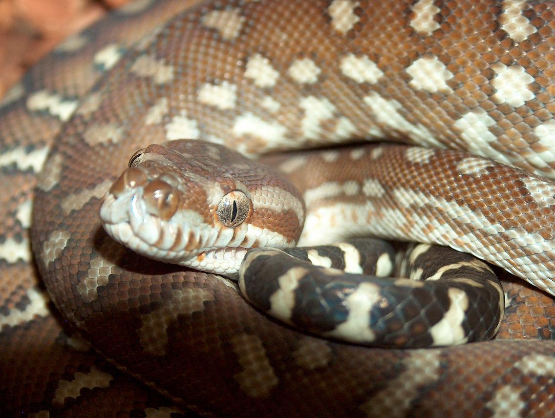 Morelia Bredli dit "M. Bred" HPIM1860